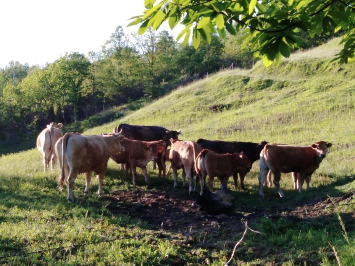 028 - Agriturismo "Il Boschetto" Con Piscina, Pace E Natura - Camera Familiare Cavizzano Zewnętrze zdjęcie